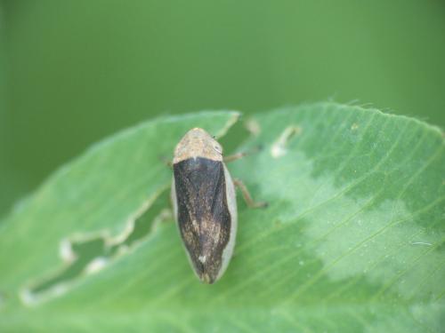 Philaenus spumarius